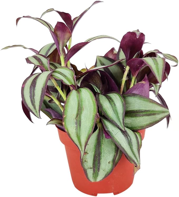 Tradescantia Zebrina 'Wandering Dude' (4 inch) - Air-Purifying Houseplants - 4/6 inch Unique Live Decorative Houseplants - Low-Maintenance Indoor Plants, House Warming Gift, Natural Air Purifier