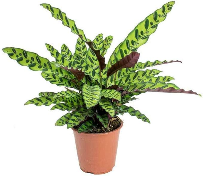 Rattlesnake Live Plant Calathea lancifolia Easy House Plant 4" Pot Indoor - USA_Mall