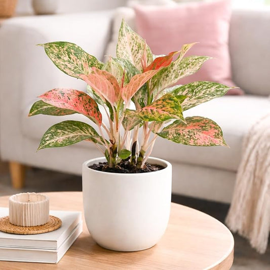 Chinese Evergreen 'Lady Valentine' (6 inch) - Air-Purifying Houseplants - 4/6 inch Unique Live Decorative Houseplants - Low-Maintenance Indoor Plants, House Warming Gift, Natural Air Purifier