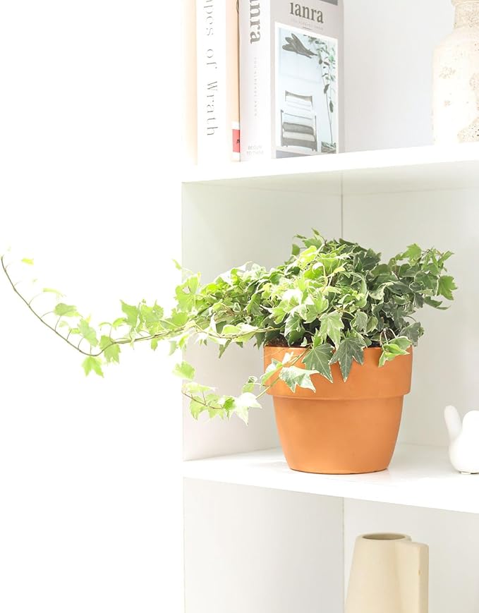 Golden English Ivy - Hedera Helix Kolibri (6" Grower Pot) - Eye-catching, Air-Purifying, Easy to Grow Houseplant - Best Trailing Houseplant for Home and Office Decoration