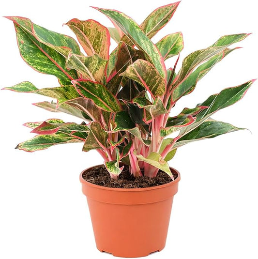 Chinese Evergreen 'Red Siam' (6 inch) - Air-Purifying Houseplants - 4/6 inch Unique Live Decorative Houseplants - Low-Maintenance Indoor Plants, House Warming Gift, Natural Air Purifier