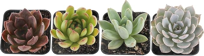 Costa Farms Grower Pot, 4-Pack Echeveria Succulents Live Indoor Plant 3-Inches Tall, in Grower's Pot