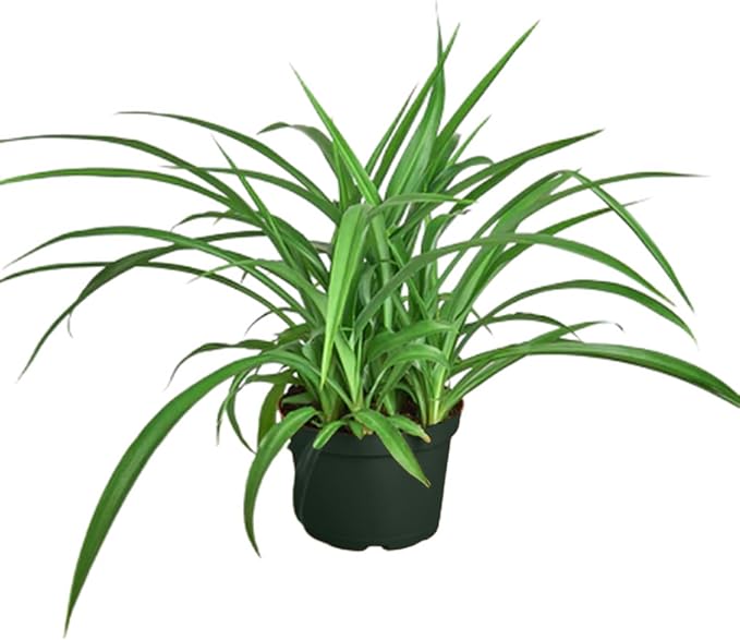 Solid Green Spider Plant Large Size - Low Maintenance, Air-Purifying, Thrives in Home & Office - Perfect for Plant Enthusiasts - Live Houseplant in Potting Soil (1)