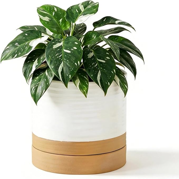 HASENSE Ceramic Plant Pot with Saucer, 6 Inch Planter for Indoor Plants with Drainage Hole, Two-Tone Design White Flower Pot for Succulents, Snake Plants & Cactus, Modern Farmhouse Decor Gift,1 Pcs