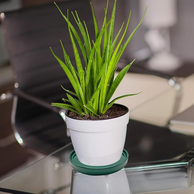 Yukfona Ceramic Plant Saucer Pot Tray 10 Inch, Planter Saucers 4 5 6 7 8 9 10 11 12 13 Inch for Indoors Outdoor, Durable Sturdy Flower Drainage drip Water Tray for Glazed Pots Base (10.7 Inch-Green)