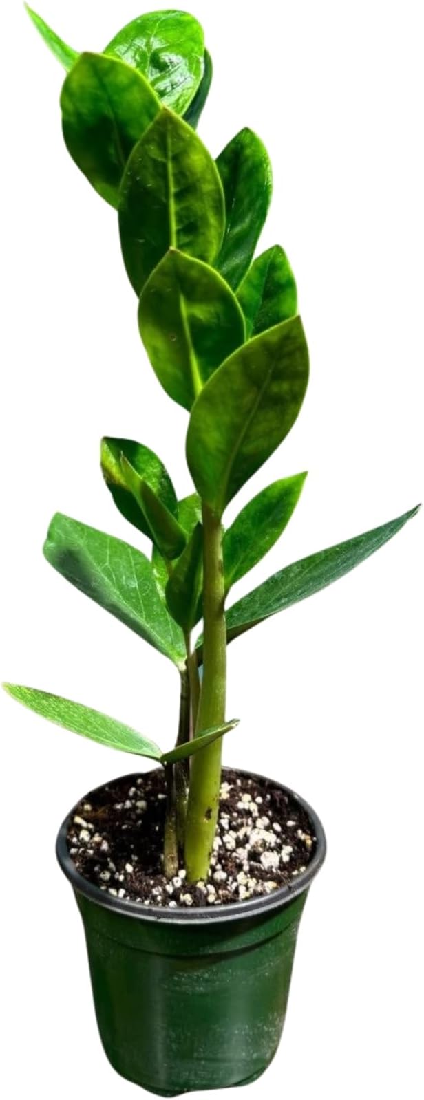 PLANTVERS Green ZZ Plant – Zamioculcas Zamiifolia | Hardy Tropical Foliage with Upright Glossy Leaves | Low-Light Tolerant & Easy Care for Home or Office Display (3" Grow Pot)