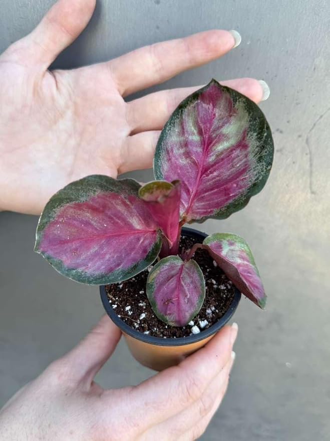 PLANTVERS Live Calathea Plant in 2" Grow Pot – Easy Care & Low Maintenance Tropical Houseplant – Air Purifying Indoor Plant for Low Light & Home Décor (Calathea Roseopicta ‘Rosy’)