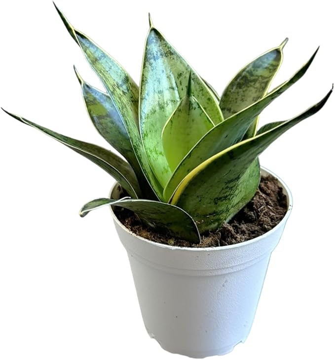 Snake Plant, Sansevieria, Live Indoor Plant, Easy Care, Air Purifying Plant, 4 inch Pot (Silver Star)