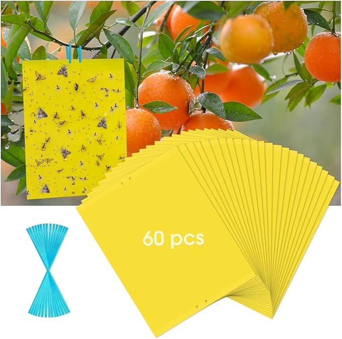 60 Pack Yellow Sticky Traps for Gnats Fruit Fly Traps for Indoors, Fungus Gnat Traps for House Indoor Fly Paper Indoor for Gnats Killer Indoor Trap