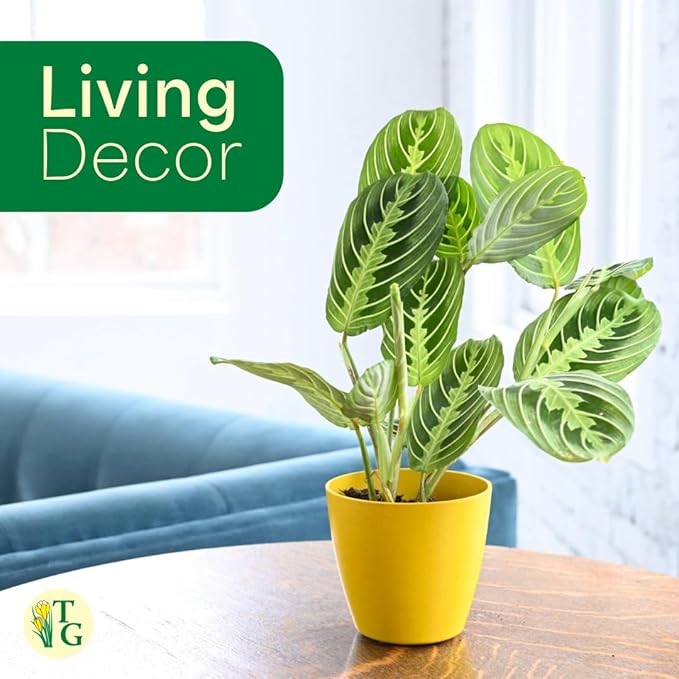 Thorsen's Greenhouse Lemon Lime Prayer Plant, Live Indoor Plant, Pet Friendly, Attractive Houseplant, Lemon Maranta, Natural Air Purifier, Easy to Grow, 4" Diameter Pot (Black - Hanging)