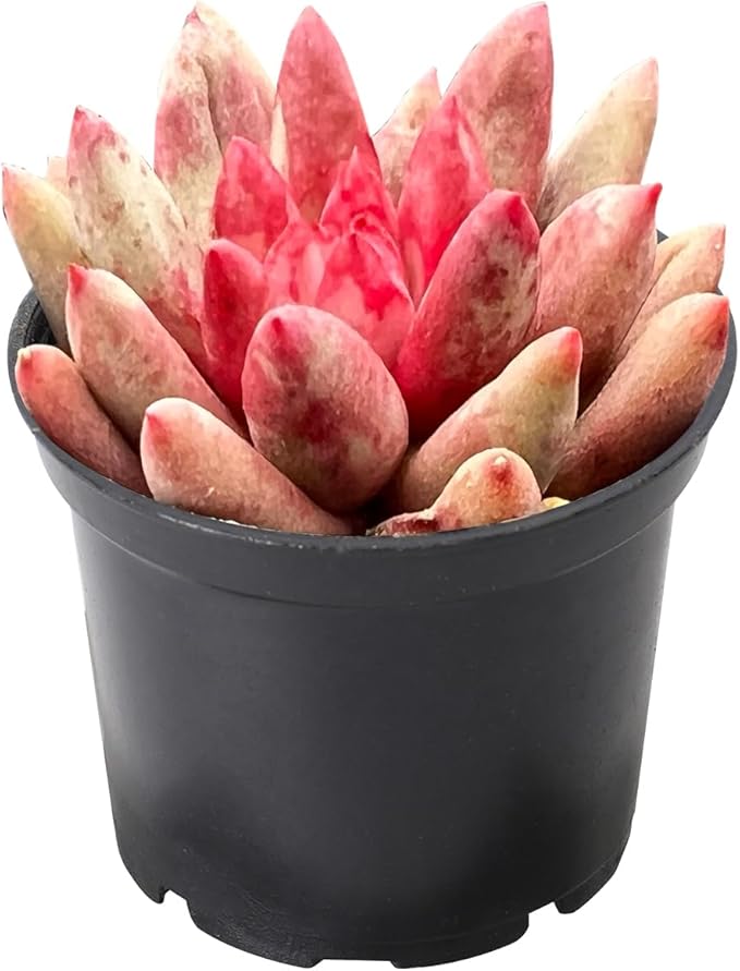 2" Live Succulent Plants Echeveria 'Goldfish', Mini Potted Succulents, Easy Care Indoor Houseplant, Unique Gifts, Home Office Décor