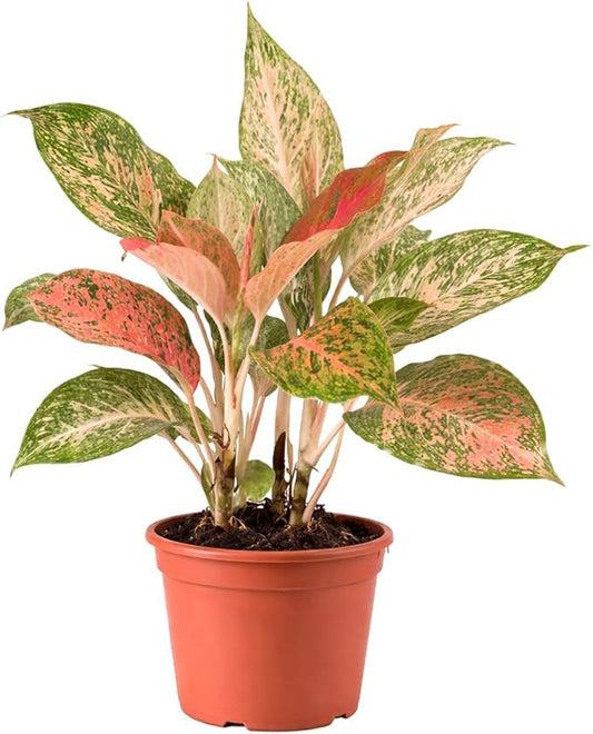 Chinese Evergreen 'Lady Valentine' (6 inch) - Air-Purifying Houseplants - 4/6 inch Unique Live Decorative Houseplants - Low-Maintenance Indoor Plants, House Warming Gift, Natural Air Purifier