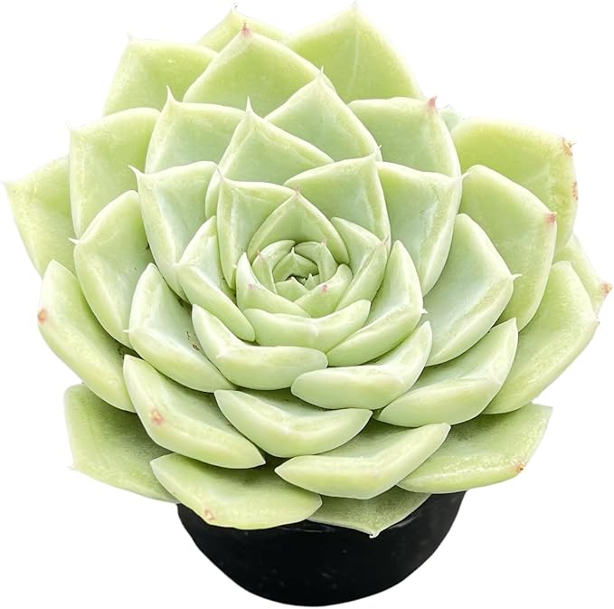 Sprout N Green Echeveria 'Malgan' White Swan, Live Rare Succulent Potted 2" Planter, Real House Plant for Party Favors Home Indoor Outdoor Garden Wedding Decoration DIY Projects