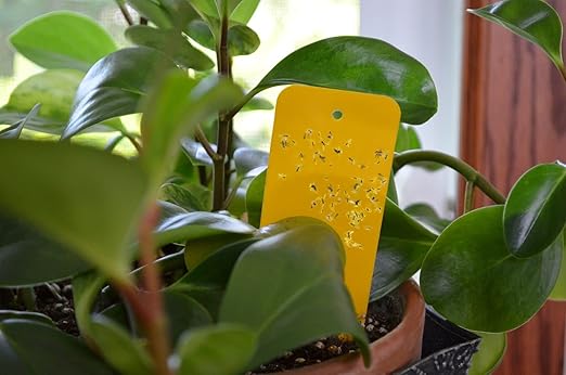 24 Pack Sticky Yellow Plant Traps for Fungus Gnat, Fruit Fly, Aphids, Whiteflies, Thrips, Blackflies, Leafminers- Indoor & Outdoor- Pet Safe-No pesticides