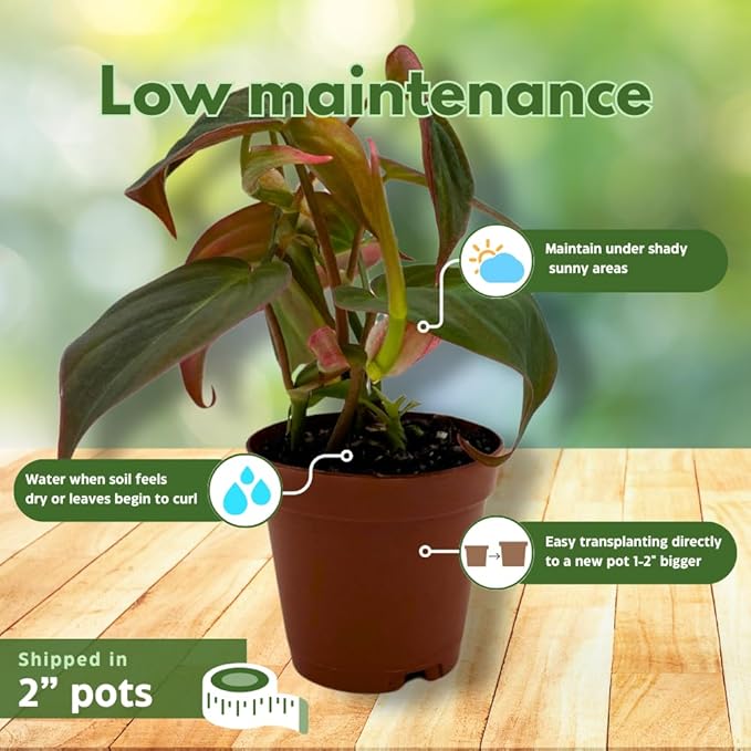 BubbleBlooms Premium Foliage Assortment, Colorful Fern Set, 6 Different House Plants, in 2 inch pots