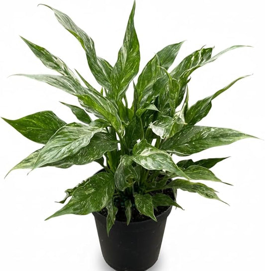 Variegated Spathiphyllum 'Domino' (6 inch) - Air-Purifying Houseplants - 4/6 inch Unique Live Decorative Houseplants - Low-Maintenance Indoor Plants, House Warming Gift, Natural Air Purifier