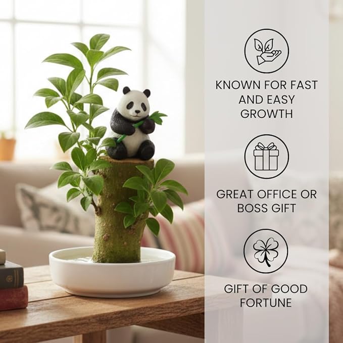 Lucky Money Desktop Tree with Water Tray and Panda Figurine - Living Valentine's Gift Lucky Willow Wood - Desk, Counter Top or Window - Brings Luck and Joy to Your Office or Home