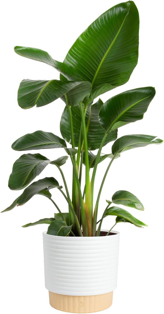 Costa Farms White Bird of Paradise Live Plant in Decorative Pot, Large Indoor Houseplant, Perfect for Home, Room, or Office Decor, Great House Warming or Birthday Gift, 2-3 Feet Tall