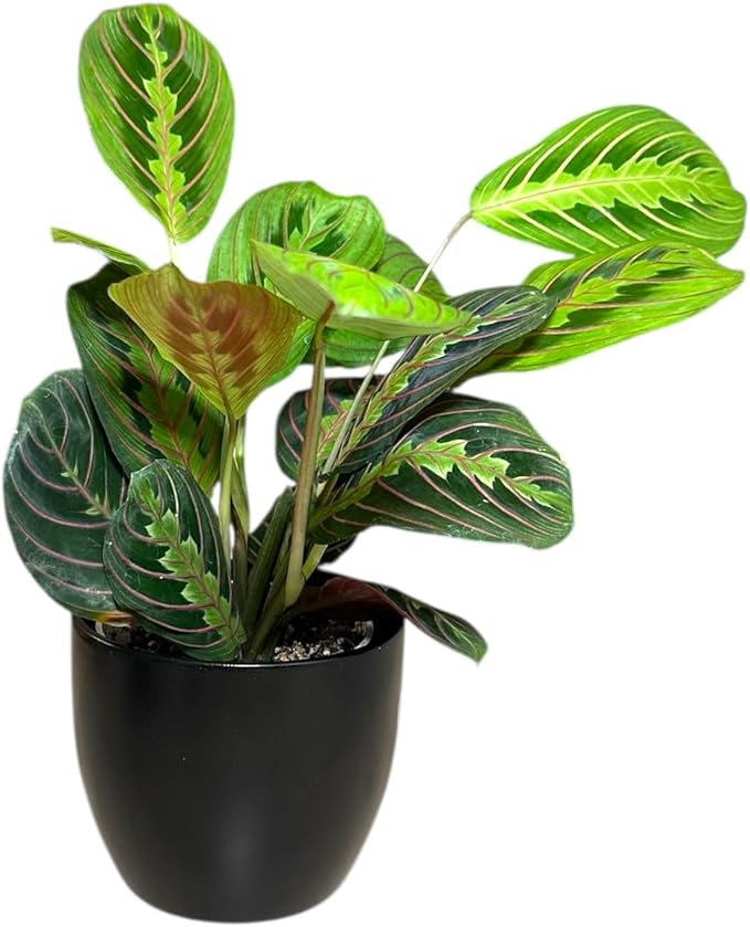 Live Plant, Red Maranta Prayer Plant, Pet Friendly, Air Purifying Plant, Easy Care, Easy to Grow Live Indoor Plant, Houseplant, Rare Indoor Plant, Home Décor 4.7 inch Pot (Black)