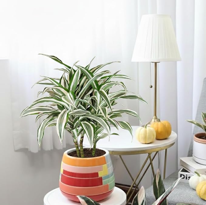 Dracaena 'Warneckii White Jewel' (6 inch) - Air-Purifying Houseplants - 4/6 inch Unique Live Decorative Houseplants - Low-Maintenance Indoor Plants, House Warming Gift, Natural Air Purifier