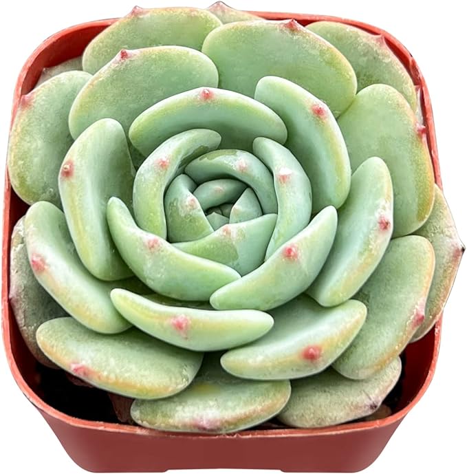 Sprout N Green Echeveria 'Mont Blanc', Live Mini Succulent Plant Fully Rooted in 2" Pot, House Plant for Indoor Outdoor Home Office Wedding Decoration Party Favor, Pets Friendly, Easy to Care