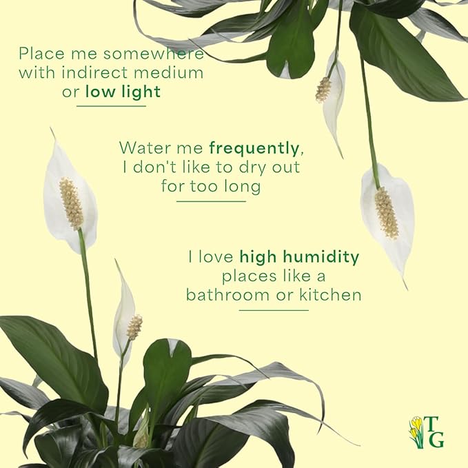Thorsen's Greenhouse Live Peace Lily Plant, Spathyphylum, Low Light, Natural Air Purifier Live Indoor Plant, 4" Diameter Pot (Copper, 4-inch Pot)