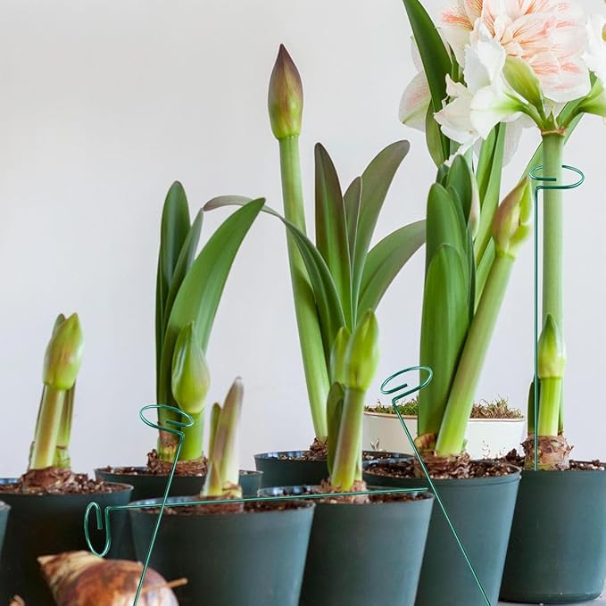 20 Pieces 36 inch Green Single Stem Plant Stakes Flower Support Rings, Gardening Planter Cages for Single Stem Flowers, Amaryllis, Peony, Lily,Narcissus