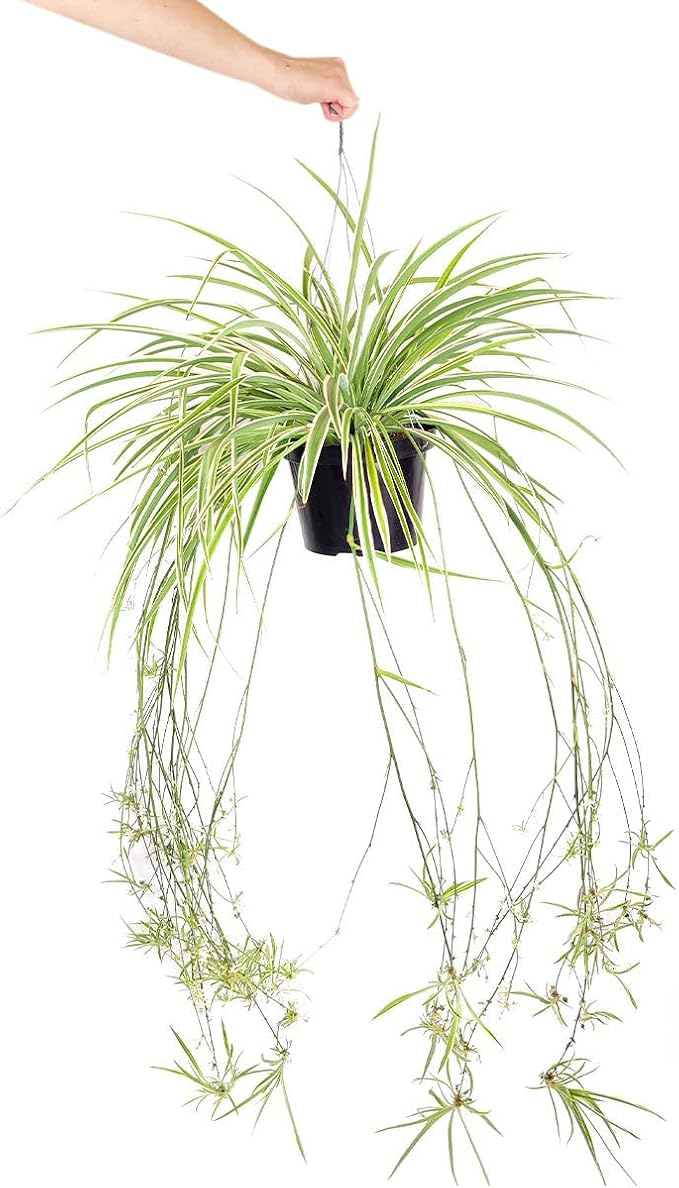 Spider Plant (6 inch) - Air-Purifying Houseplants - 4/6 inch Unique Live Decorative Houseplants - Low-Maintenance Indoor Plants, House Warming Gift, Natural Air Purifier