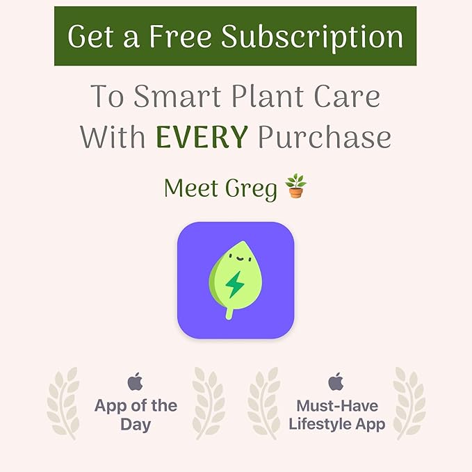 American Plant Exchange English Ivy – Live 6-Inch Potted Trailing Vine, Low-Maintenance Air-Purifying Houseplant for Hanging Baskets, Shelves & Indoor Home or Office Décor