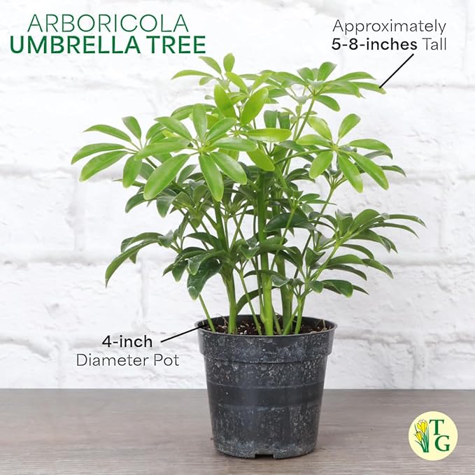 Thorsen's Greenhouse Live Arboricola Umbrella Tree Plant, Schefflera Arboricola, Natural Air Purifier, Easy to Grow, Live Indoor Houseplant, 4-inch Diameter (Gold)