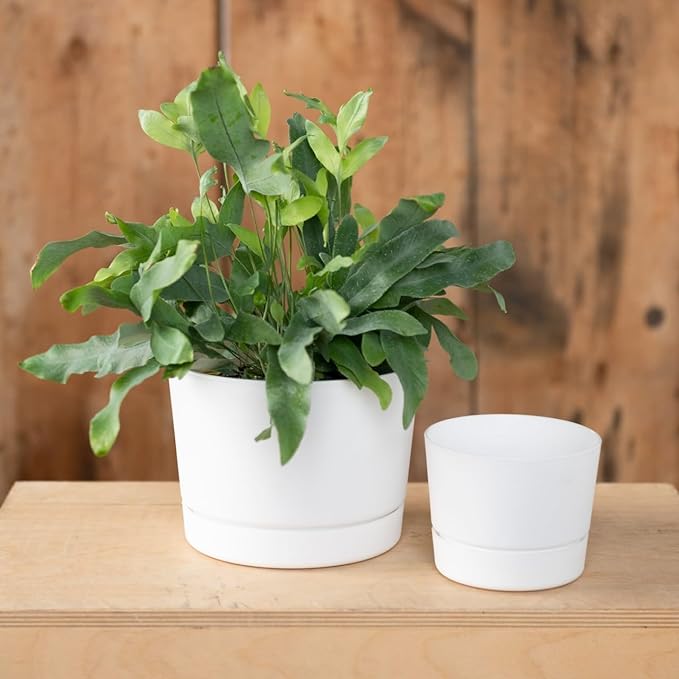 Root & Vessel Majestic Mid-Century Modern Low Profile Cylinder Pot, Matte White, 8.5"
