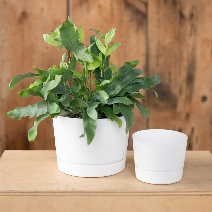 Root & Vessel Majestic Mid-Century Modern Low Profile Cylinder Pot, Matte White, 10.5"