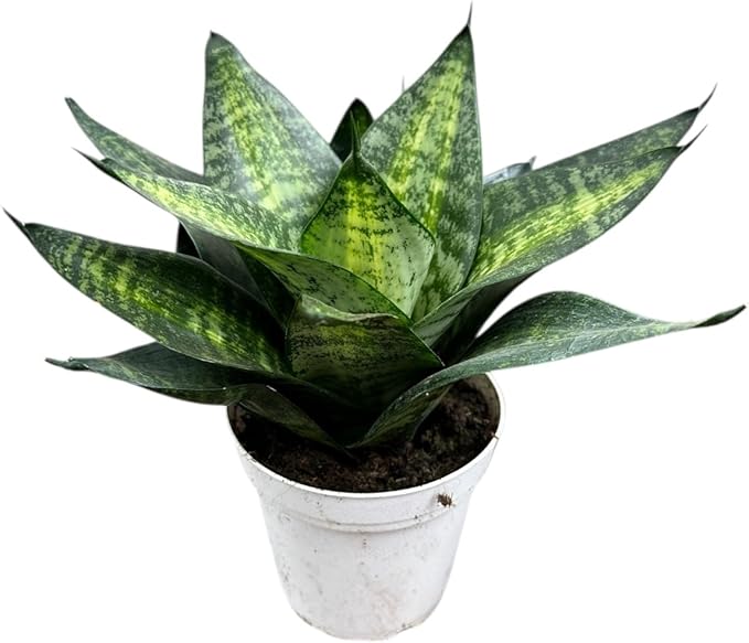 Live Plant, Snake Plant, Indoor Plant, Sansevieria, Air Purifying, Easy Care, 4 inch Pot by Hopewind Plants Shop (Tiger Star)