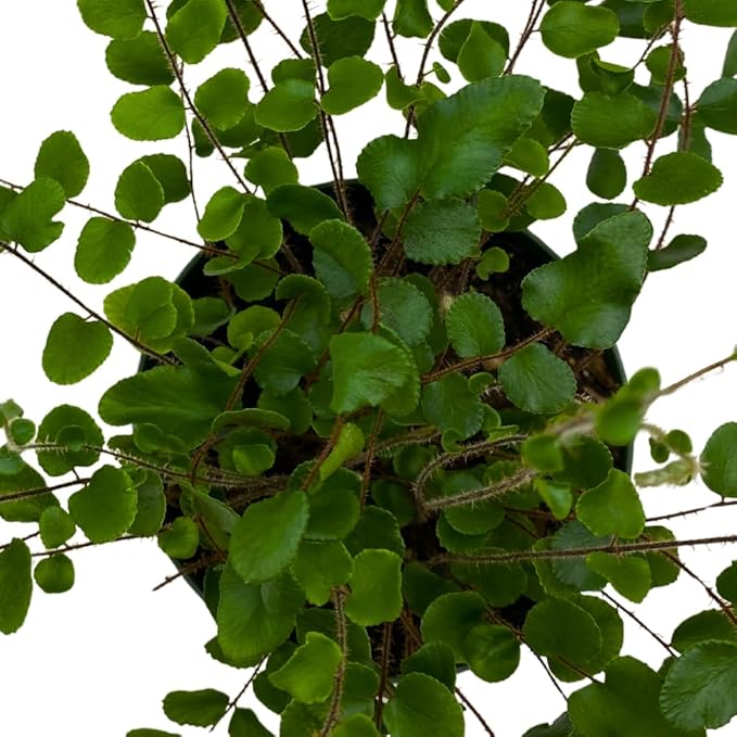 BubbleBlooms Button Fern in a 4 inch Pot Pellaea rotundifolia