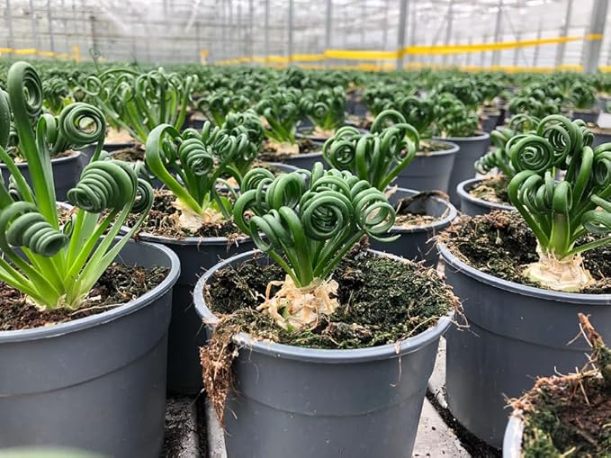 Gardenera Premium Albuca Spiralis Potting Soil Mix - Perfect Balance of Nutrients, Drainage, and Aeration for Thriving Blooms - 2 Quart