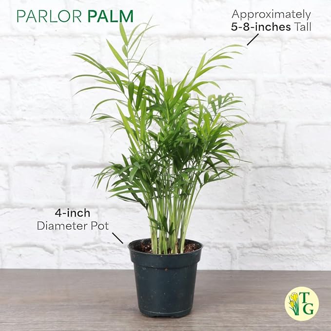 Thorsen's Greenhouse Parlor Palm Plant, Live Indoor Plant, Neanthe Bella Palm, Natural Air Purifier, Easy to Grow, Pet Safe Plant, 4-inch Diameter Pot (Terra Cotta)