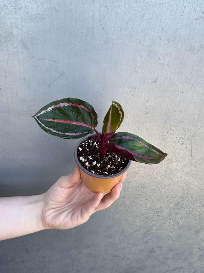 PLANTVERS Live Calathea Plant in 2" Grow Pot – Easy Care & Low Maintenance Tropical Houseplant – Air Purifying Indoor Plant for Low Light & Home Décor (Calathea Roseopicta ‘Illustris’)
