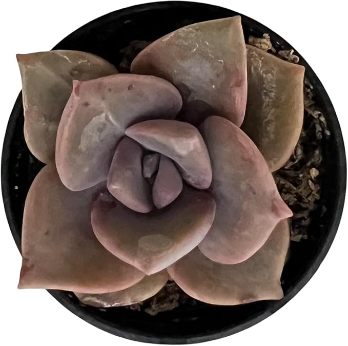 Sprout N Green Graptopetalum Rainbow Candy, Rare Live Succulent Plant Fully Rooted in 2" Planter, Home Office Indoor Outdoor Wedding Decoration DIY Projects Party Favor