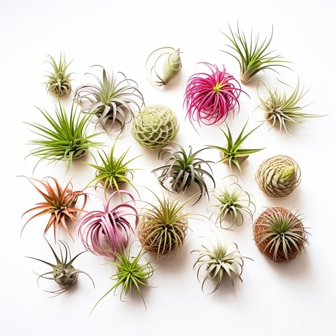 Air Plants Live Variety Pack - Pack of 3 Live Air Plants - Tillandsia Live Plants Assorted - Air Purifying Plant - California Seller