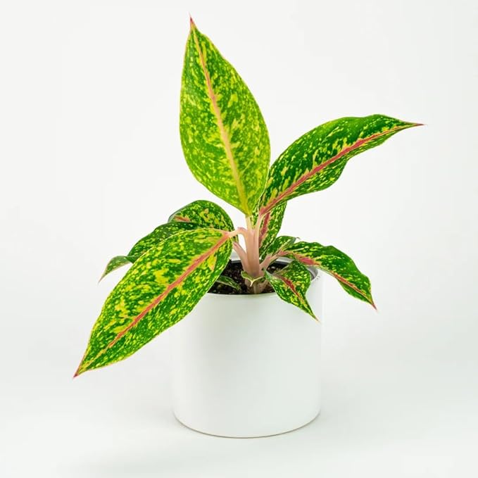 4-Inch Aglaonema Night Sparkle, Chinese Evergreen Live Plant, Green Yellow Variegated Foliage, Indoor Air Purifying Houseplant