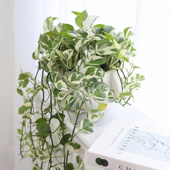 Pothos N'joy (6 inch) - Air-Purifying Houseplants - 4/6 inch Unique Live Decorative Houseplants - Low-Maintenance Indoor Plants, House Warming Gift, Natural Air Purifier