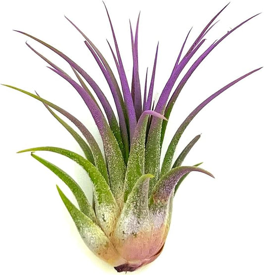 ragnaroc Air Plants - Tillandsia Ionantha, Regular 2-3" - 1ct - Organically Enhanced Color - Live Arrival Guaranteed - House Plants for Home Decor & Gift, Lavender