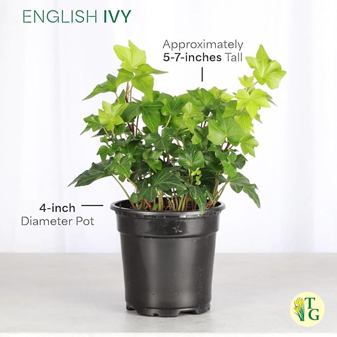 Thorsen's Greenhouse Live Green English Ivy Plant, Hedera Helix, Natural Air Purifier, Easy to Grow, Live Indoor Houseplant, 4" Diameter Pot (Brushed Silver)