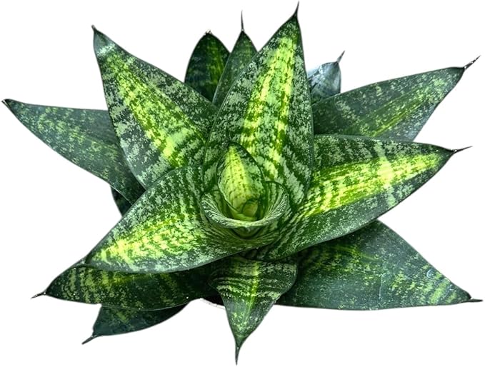 Live Plant, Snake Plant, Indoor Plant, Sansevieria, Air Purifying, Easy Care, 4 inch Pot by Hopewind Plants Shop (Tiger Star)