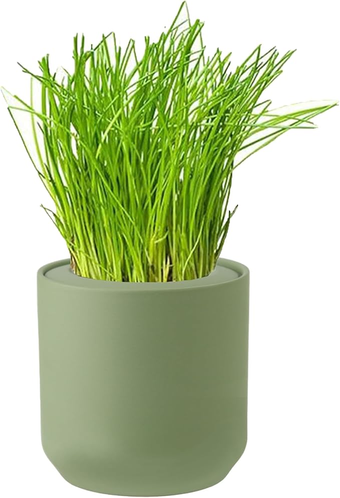 Hydroponic Herb Growing Kit, Fresh Chives Seed Starter Set, Indoor Hydroponic Growing System with Organic Chives Seeds, Indoor Herb Garden Gift for Family and Friends, Green