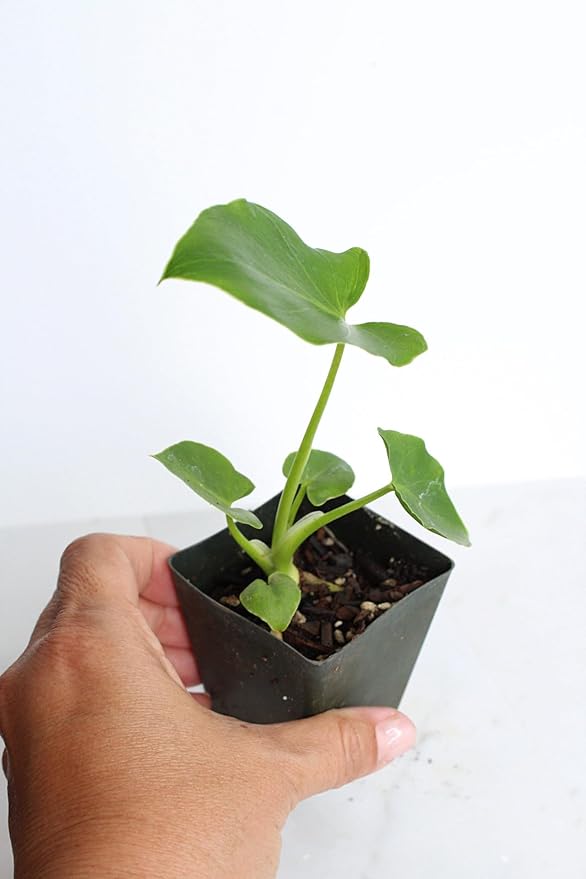 Mini Philodendron Selloum Hope Starter Live Plant Fairy Garden Tree Tropical Houseplant Gift Indoor Plant Low Maintenance Easy Care Plant