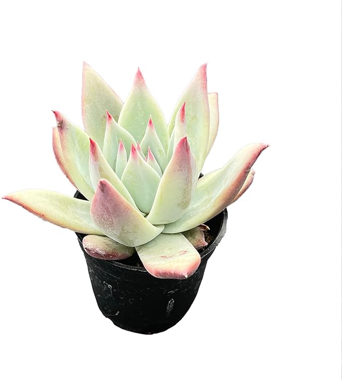 Live Succulent Echeveria 'Brandtii', 2 Inch Fully Rooted Potted Plant, Easy Care & Drought Tolerant, Indoor Houseplant for Home Decor