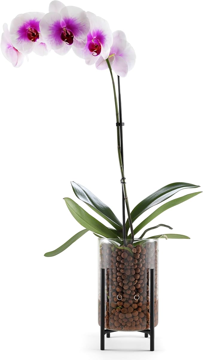 Pot & Pebble - C8 Glass Planter with Decorative Metal Base - Plant Propagation Station with Water Level Control - Plant Cutting Holder for LECA Clay Pebbles/Similar Media - Semi Hydroponic Planter