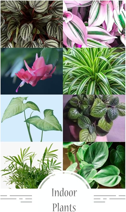 Indoor Plants, 4 Pack, Low Light Plants