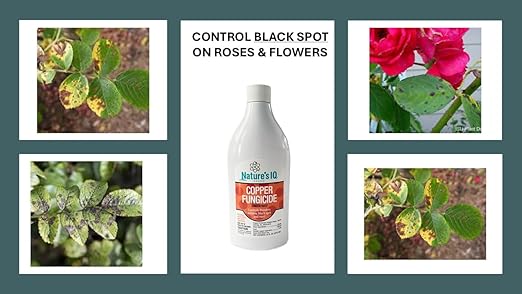 Nature's IQ Copper Fungicide. Controls powdery Mildew, Black spot, and Rust! for use on Roses, Flowers, ornamentals, Fruits, Vegetables, and lawns. Concentrate 16oz.